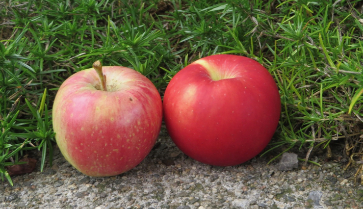 Two apples, one with washed-out streaky blush, the other with saturated red