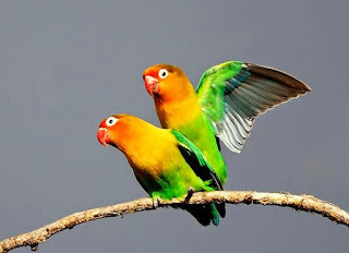 Hasil gambar untuk lovebird