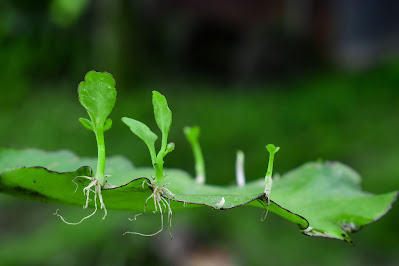 reproduction in angiosperms, reproduction in angiosperms,  reproduction,  Importance of Reproduction, Types of reproduction, Vegetative reproduction by leaf