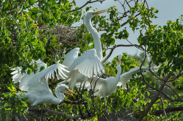 Great Egrets, Smith Oaks Sanctuary