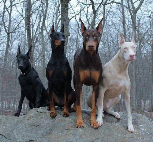 doberman-pinscher-cho-nghiep-vu-3