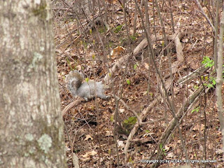 Gray Squirrel