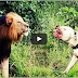 Pit bull attack lion - Dog vs Lion attack Compilations
