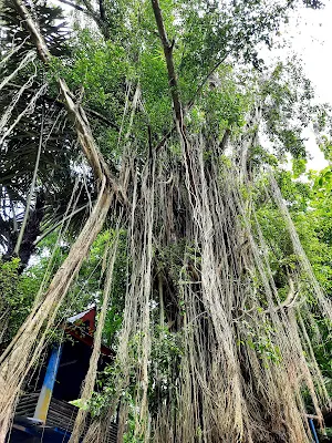 pohon besar yang disembah