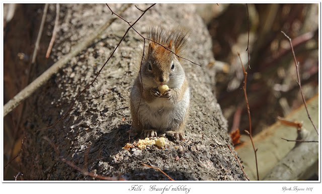 Fells:  Graceful nibbling