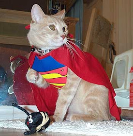Foto Kucing Superman