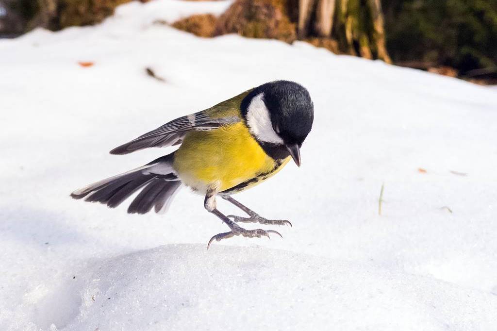 fotografii in natura