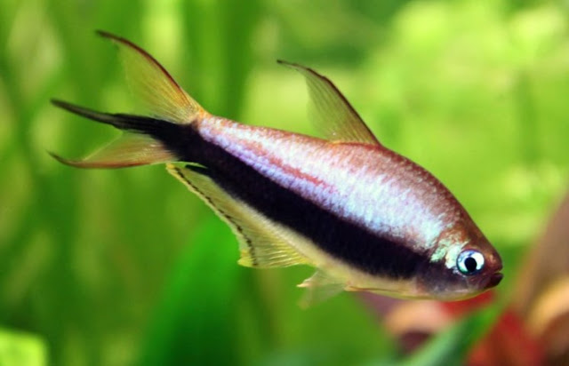 Ikan Emperor Tetra