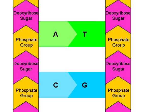 firstdna structure diagram