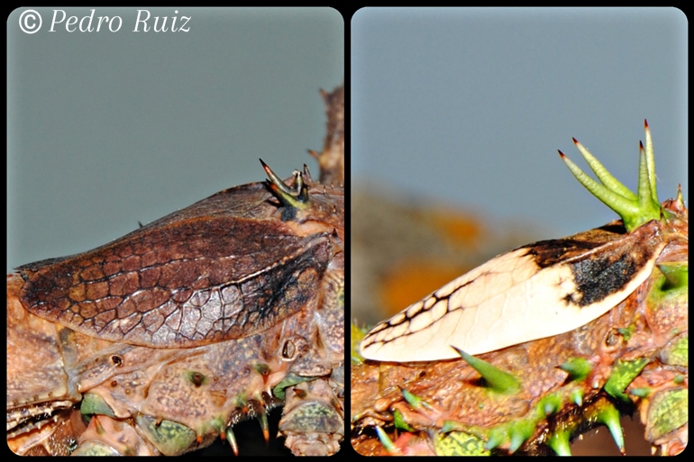Detalle de las alas de una hembra y un macho de Haaniella grayii