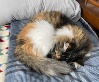 A calico cat curled up and sleeping on a plaid blanket.