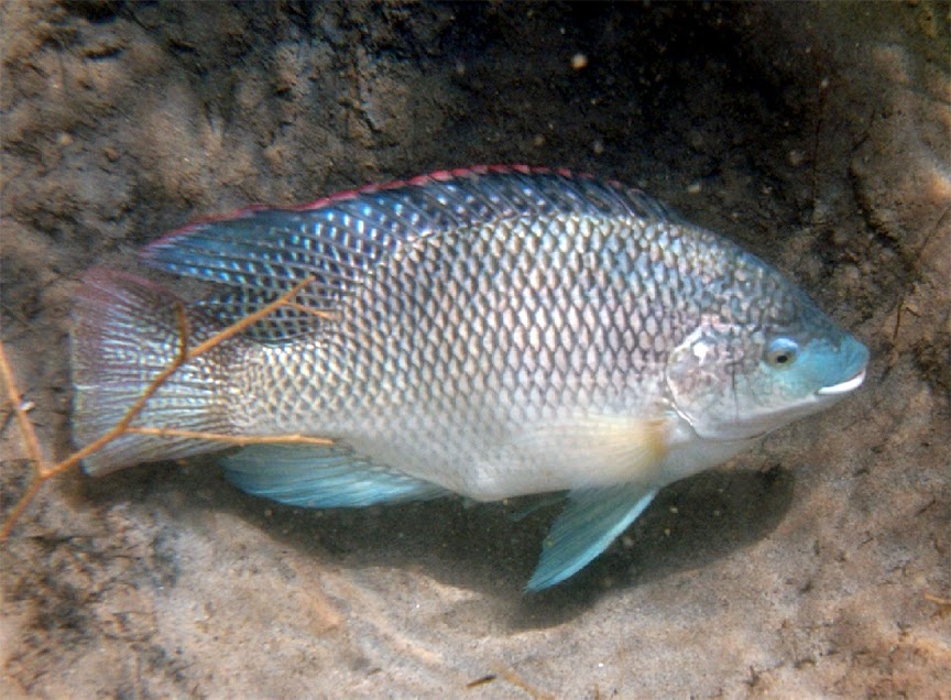 PEMBURU SEPIT BIRU  Kisah Ikan  Tilapia 