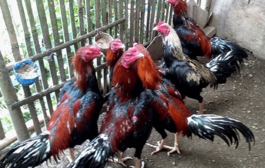 Pemberian Pakan Saat Ternak Ayam Bangkok Berdasarkan pada Tingkatan Umur