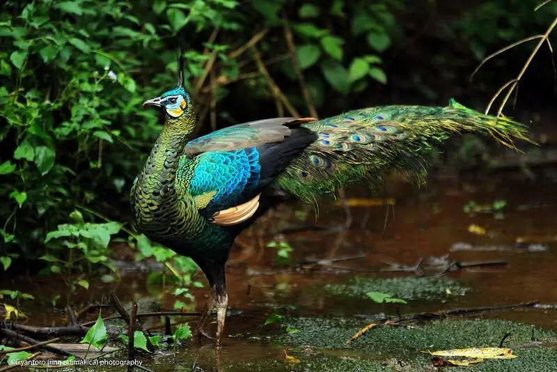 Top 10 Rarest Birds in the World that need the luck to see