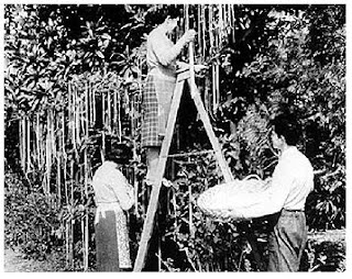 Black and white picture of three people standing before a tree with spaghetti noodles hanging down. One woman is on a ladder, and a man and woman standing at the foot. He is holding a round flat basket.