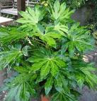 Fatsia