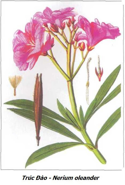 Cây Trúc Đào - Nerium oleander - Nguyên liệu làm thuốc Chữa bệnh Tim