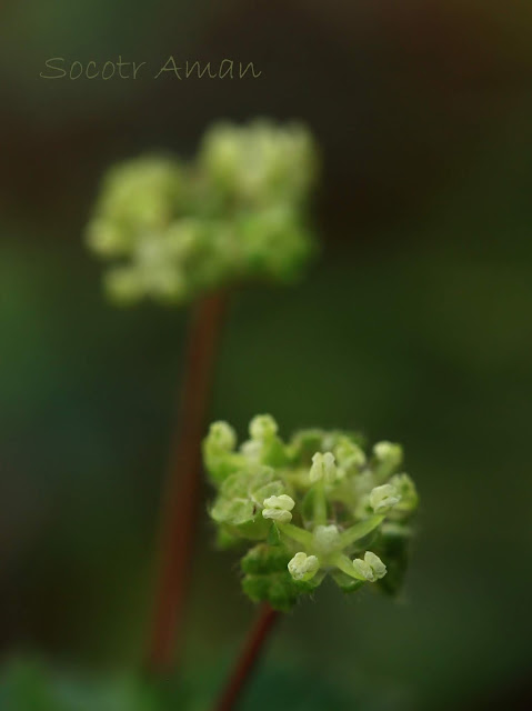 Nanocnide japonica