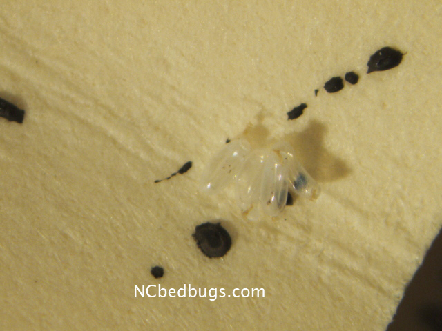 Eggs of bed bugs - how to treat bed bugs (1) | NC Bed Bugs