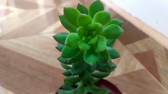 planta sedum adolphi em vaso