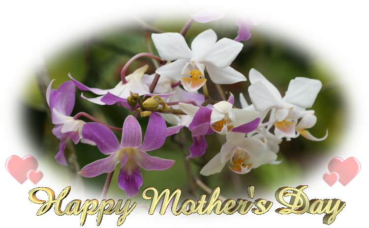 Beautiful Orchids Happy Mothers Day Image title=