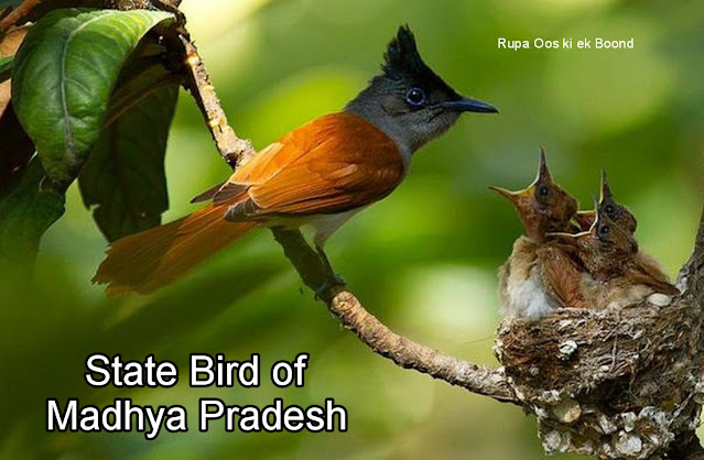 मध्य प्रदेश का राजकीय/ राज्य पक्षी || State Bird of Madhya Pradesh ||