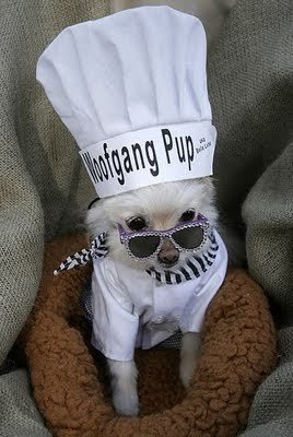 dog in costume