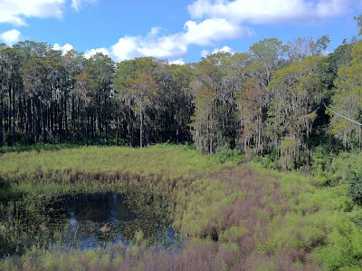 Tallahassee Museum Zipline Adventure 