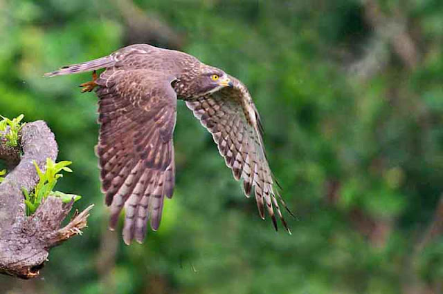 bird, flight, Grey-faced Buzzard Eagle, Okinawa