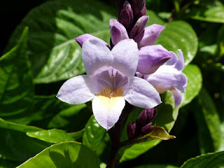 Phlogacanthus turgidus - Phlogacanthe turgide - Meninia turgida - Gueule de loup - Tic-tic - Acanthe mauve