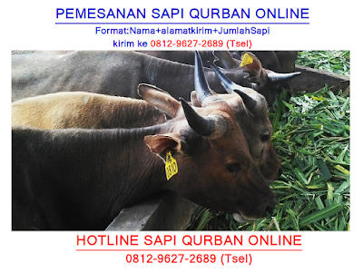 0812-9627-2689 (Tsel), Jual Sapi Untuk Qurban, Harga Sapi Untuk Qurban, Harga Sapi Untuk Qurban 2018, Harga Sapi Untuk Qurban 2019, Harga Sapi Untuk Qurban 2020, Jual Sapi Untuk Kurban, Harga Sapi Untuk Kurban, Harga Sapi Utk Kurban, Jual Sapi Qurban Online, Jual Hewan Qurban Online,