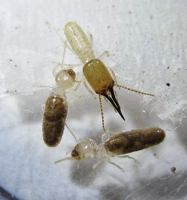 Workers and soldier of Mirocapritermes sp