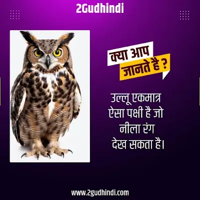 Animal Eye Facts In Hindi