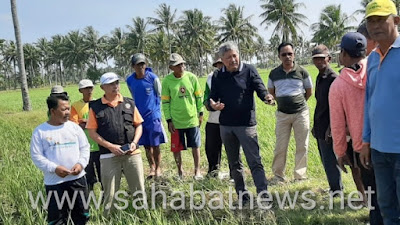 Kemarau, Bupati Pinrang AIH Pantau Panen Padi Di Beberapa Kecamatan