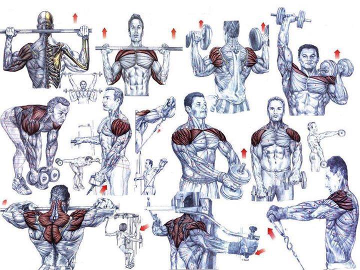 Bodybuilding Chest Exercises Chart Hd Images