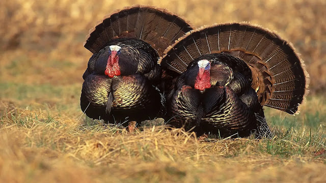 Turkeys