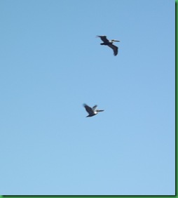 Coot Bay paddle 053