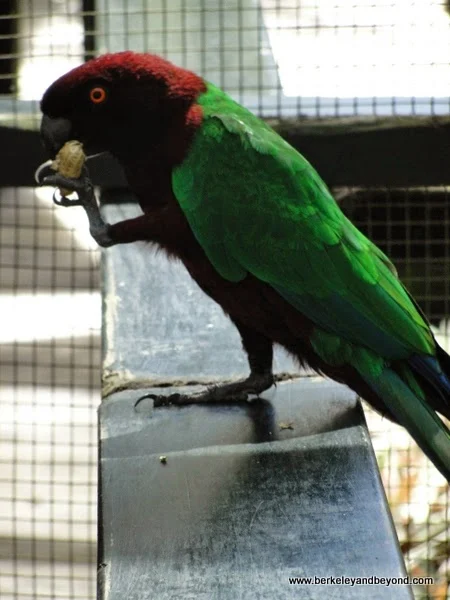 parrot at Kula Eco Park in Fiji