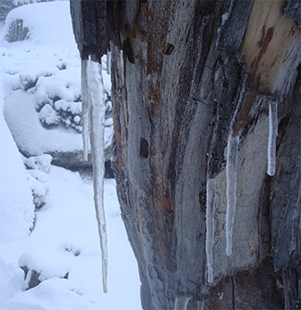 Árbol con lágrimas heladas en invierno.