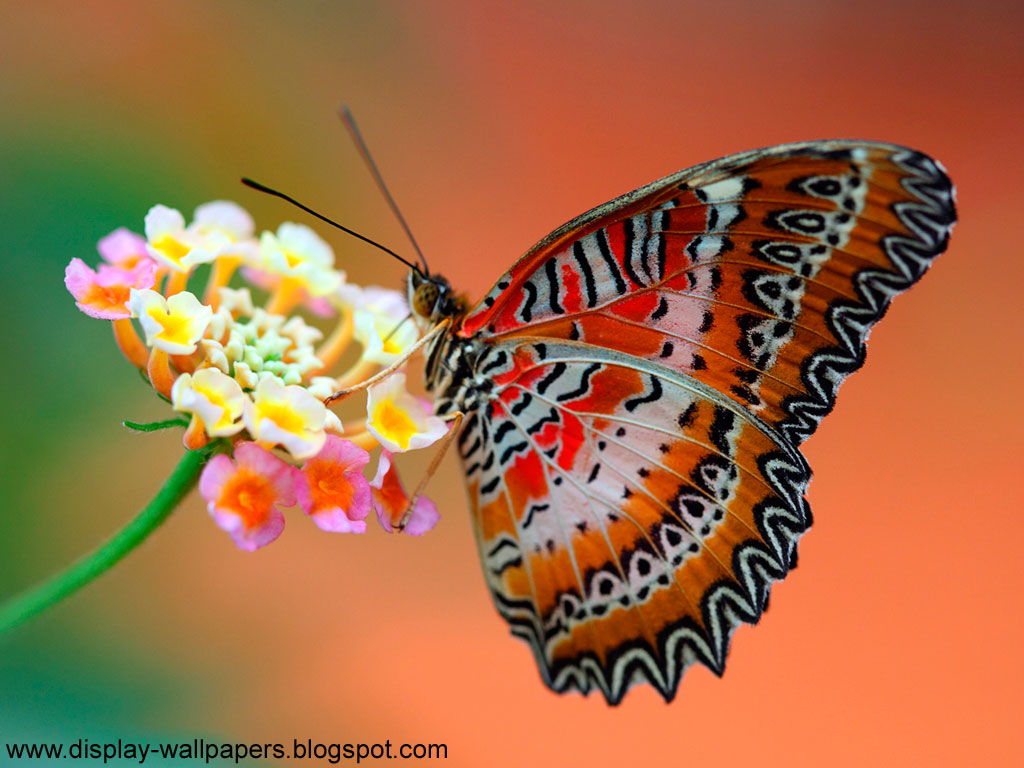 wallpaper sharing these butterfly wallpaper hd to their ...