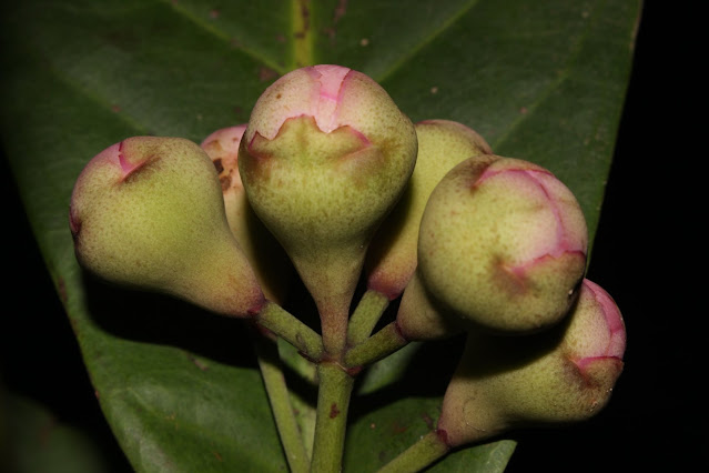 Syzygium formosum