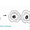 Pembelahan Sel Amitosis