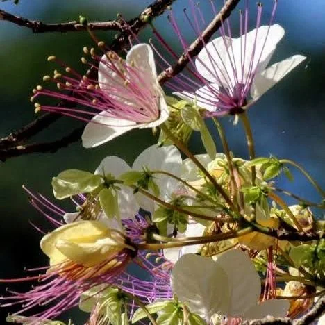 Salimbobog o Balai-Lamok Flower Tree (Crateva religiosa G.Forst.)