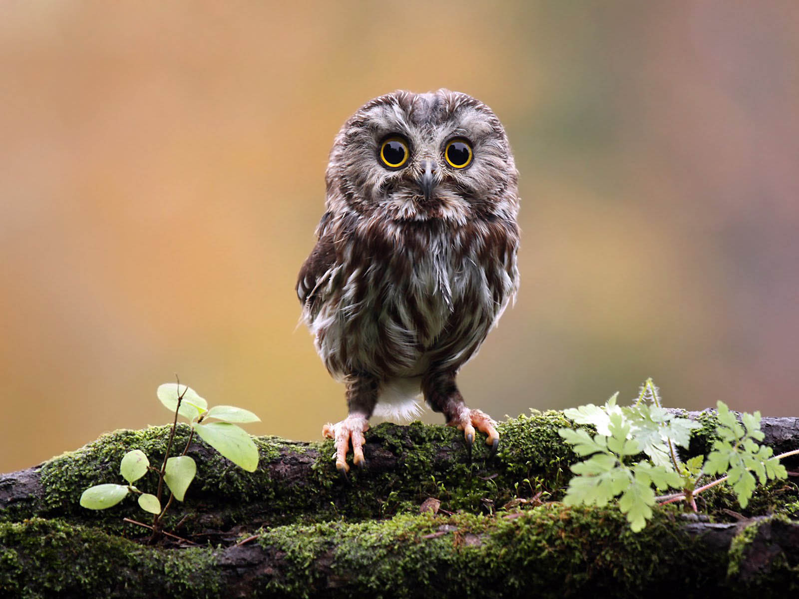 wallpapers: Funny Owl