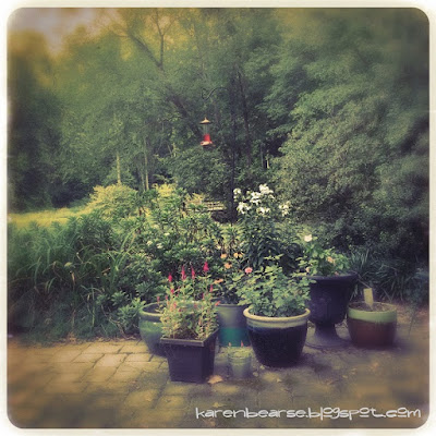 photo of garden pots on stone patio lots of roses, pinks, purples & white azaleas