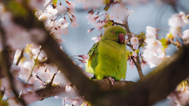 Wallpaper Parrot, Bird, Pink, Flowers, Branches