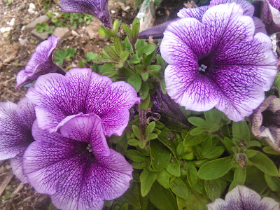 petunias