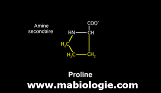 Les acides aminés