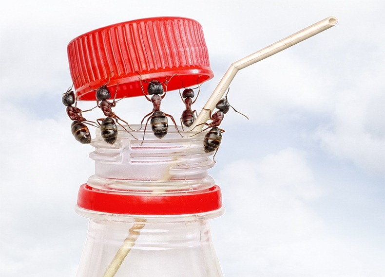 team of ants opening bottle and inserting cocktail pipe, isolate