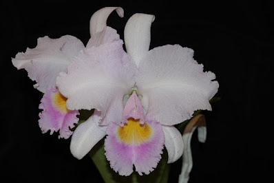 Cattleya schroederae - Easter orchid care